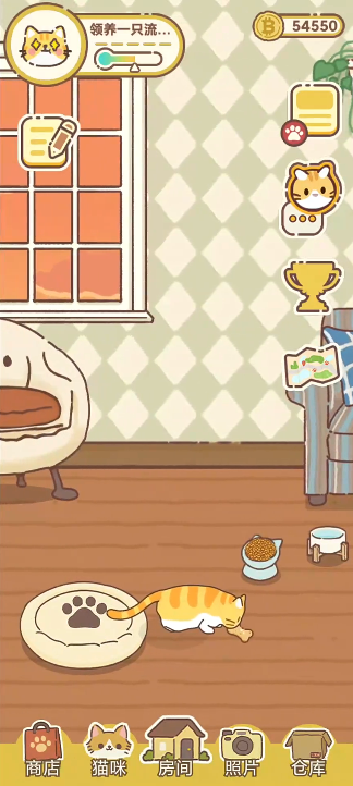 领养一只流浪猫