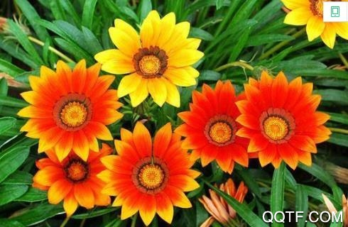 形色免费版 形色免费版